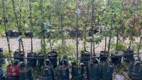 5 MIXED ORNAMENTAL TREES - 5