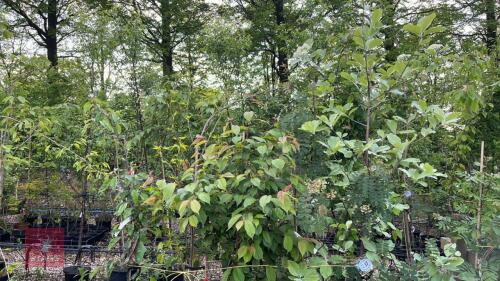 5 MIXED ORNAMENTAL TREES