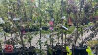 5 MIXED ORNAMENTAL TREES