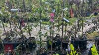 5 MIXED ORNAMENTAL TREES - 4