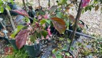 5 MIXED ORNAMENTAL TREES - 8