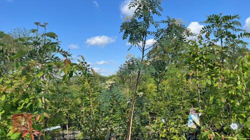 1 SORBUS PINK PAGODA TREE