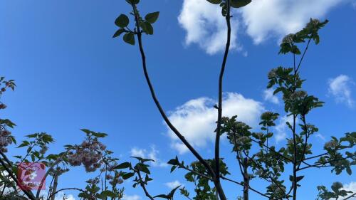 1 PAULOWNIA TOMENTOSA