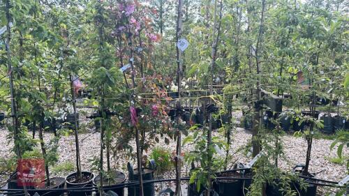 5 MIXED ORNAMENTAL TREES