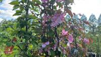 5 MIXED ORNAMENTAL TREES - 8