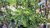 5 MIXED ORNAMENTAL TREES - 9