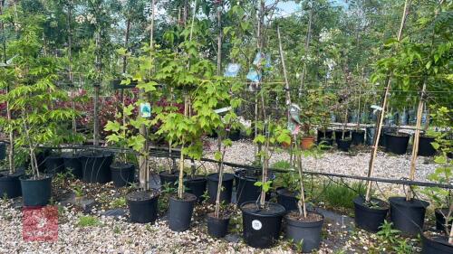 5 MIXED ORNAMENTAL TREES