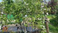 5 MIXED FRUIT TREES - 3