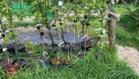 5 MIXED FRUIT TREES - 4