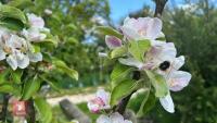 5 MIXED FRUIT TREES - 5