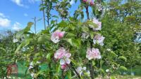 5 MIXED FRUIT TREES - 6