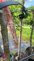 5 MIXED FRUIT TREES - 7