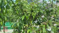 5 MIXED FRUIT TREES - 8