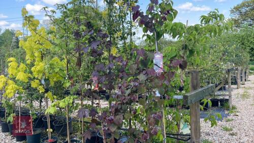 1 CERCIS RUBY FALLS TREE