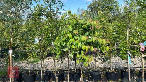 4 MIXED ORNAMENTAL TREES