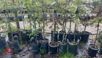 5 MIXED ORNAMENTAL TREES - 4