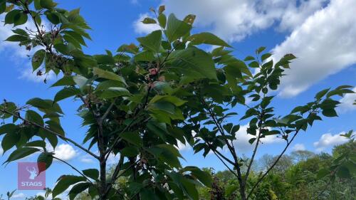 4 MIXED PRUNUS TREES