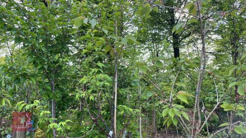 3 MIXED PRUNUS TREES