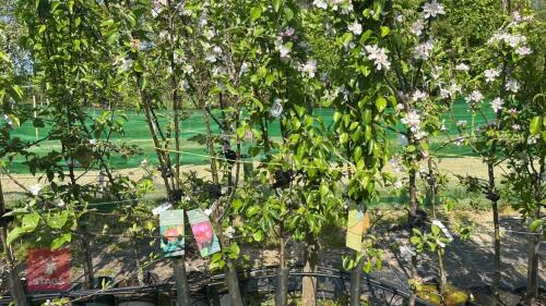 5 MIXED FRUIT TREES