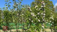 5 MIXED FRUIT TREES - 2