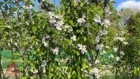 5 MIXED FRUIT TREES - 6