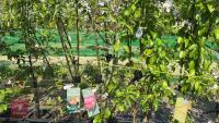 5 MIXED FRUIT TREES - 8