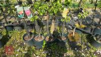 5 MIXED FRUIT TREES - 10