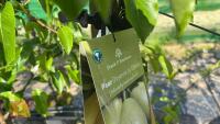 5 MIXED FRUIT TREES - 12