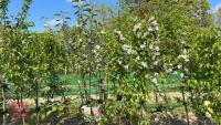 5 MIXED FRUIT TREES - 13