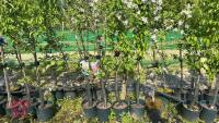 5 MIXED FRUIT TREES - 14