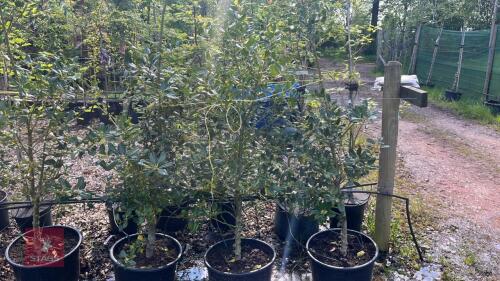 3 ILEX JC VAN THOL TREES