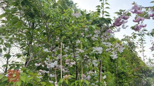 3 PRUNUS BLUSHING BRIDE TREES