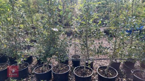 4 ILEX JC VAN THOL TREES