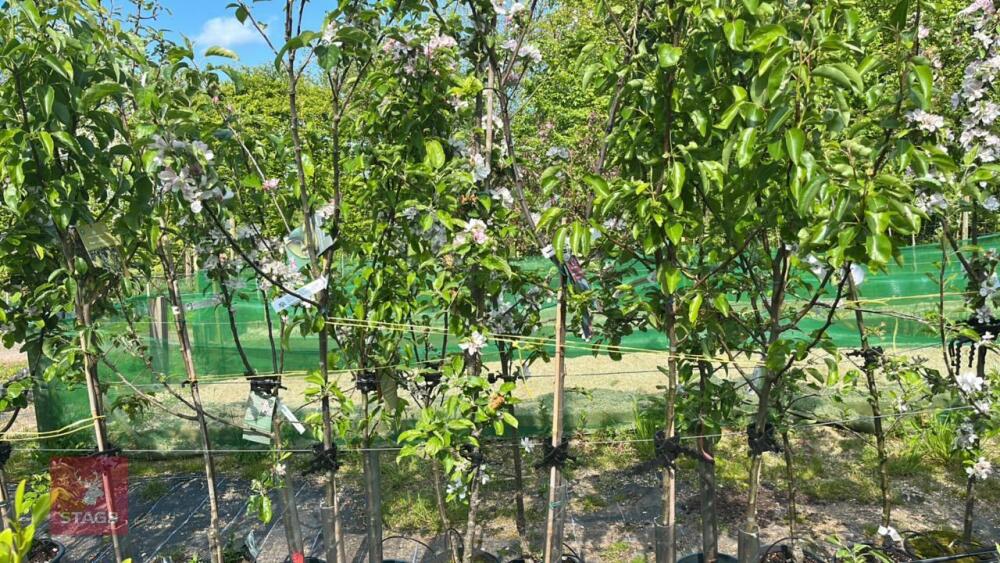 5 MIXED FRUIT TREES