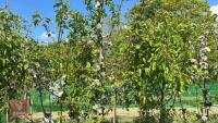 5 MIXED FRUIT TREES - 2