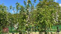 5 MIXED FRUIT TREES - 5