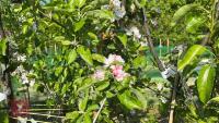 5 MIXED FRUIT TREES - 9