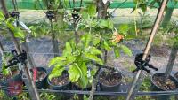 5 MIXED FRUIT TREES - 13