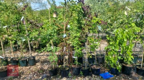 5 MIXED ORNAMENTAL TREES