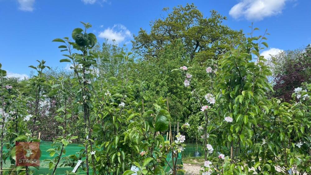 5 MIXED FRUIT TREES