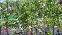 5 MIXED FRUIT TREES - 2