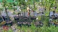 5 MIXED FRUIT TREES - 3