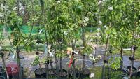 5 MIXED FRUIT TREES - 4