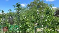 5 MIXED FRUIT TREES - 5