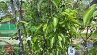 5 MIXED FRUIT TREES - 8