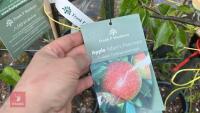 5 MIXED FRUIT TREES - 11