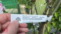 5 MIXED FRUIT TREES - 13