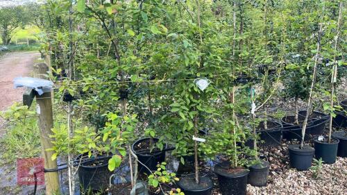 5 MIXED ORNAMENTAL TREES