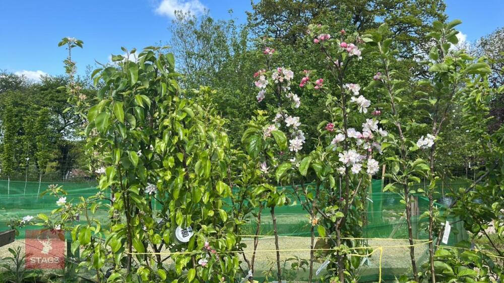 5 MIXED FRUIT TREES