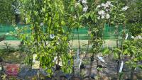 5 MIXED FRUIT TREES - 2